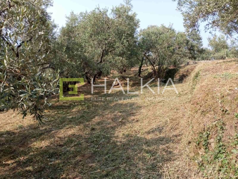 Αγροτεμάχια 708 τ.μ. πρός πώληση, Μαγνησία, Μούρεσι