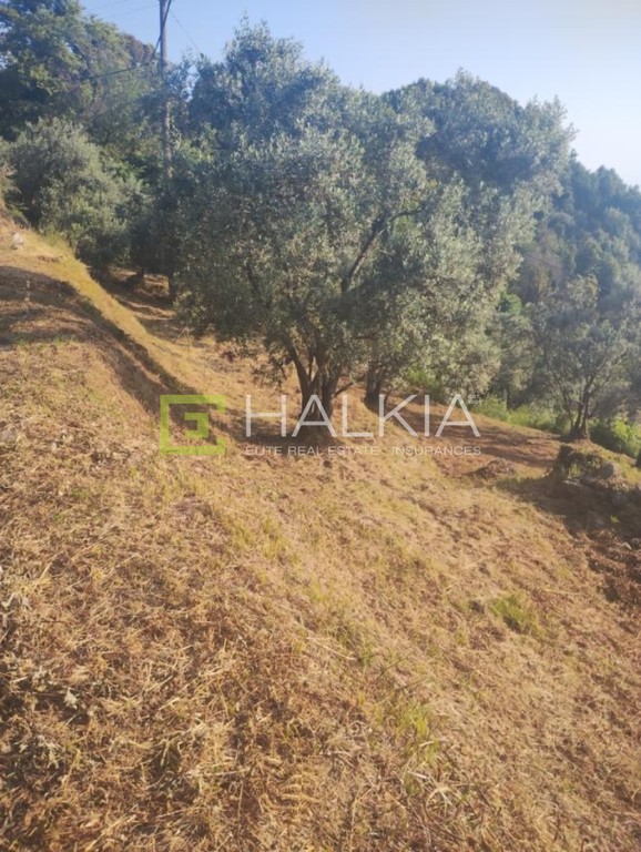 Αγροτεμάχια 1.178 τ.μ. πρός πώληση, Μαγνησία, Μούρεσι