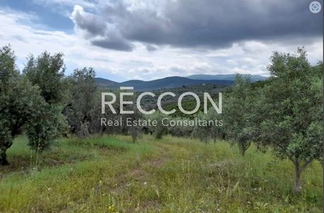 Parcel 8.000sqm for sale-Stilida » Anidro