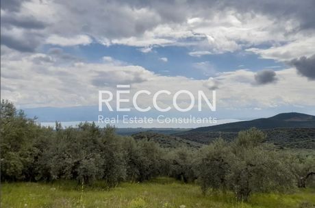 Parcel 22.000sqm for sale-Pelasgia » Glifa