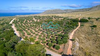 Αγροτεμάχια 4.100 τ.μ. για πώληση