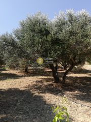 Οικόπεδο 2.000 τ.μ. για πώληση