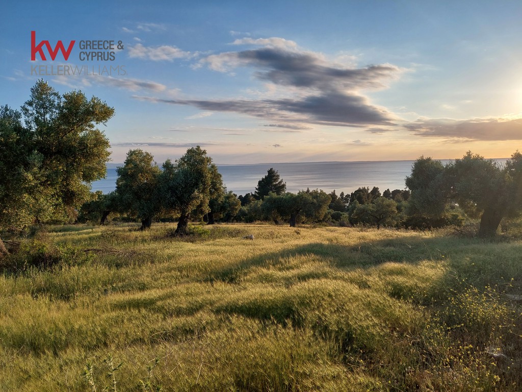Αγροτεμάχια 17.290 τ.μ. προς πώληση, Ελιά Σιθωνίας