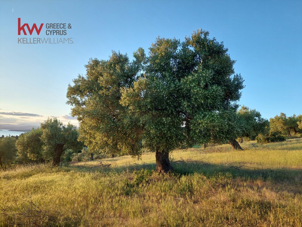 Αγροτεμάχια 17.290 τ.μ. προς πώληση, Ελιά Σιθωνίας