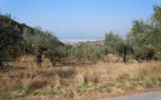 Αγροτεμάχια 14.000 τ.μ. για πώληση