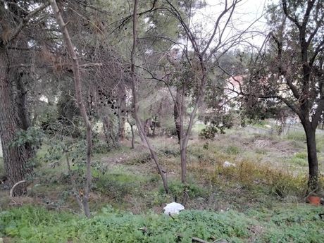 Οικόπεδο 690τ.μ. για πώληση-Άγιος στέφανος » Καπιτένια