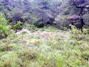 Οικόπεδο 805 τ.μ. για πώληση, Αττική - Υπόλοιπο, Αφίδνες