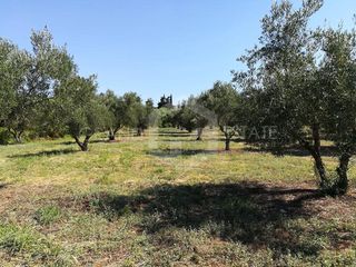 Αγροτεμάχια 3.500 τ.μ. προς πώληση