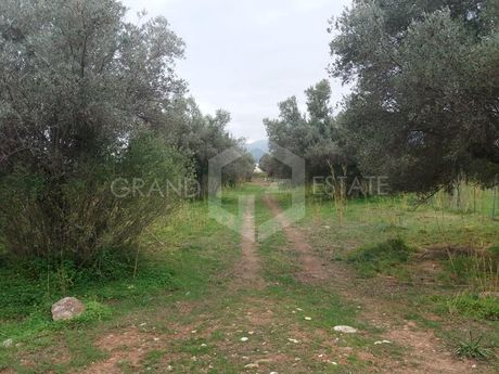 Οικόπεδο 5.500τ.μ. για πώληση-Μαραθώνας » Άγιος παντελεήμονας