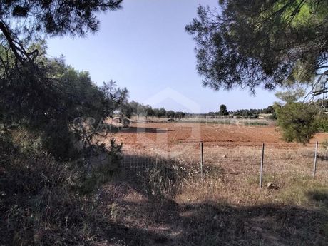 Αγροτεμάχια 9.700τ.μ. για πώληση-Ροδόπολη