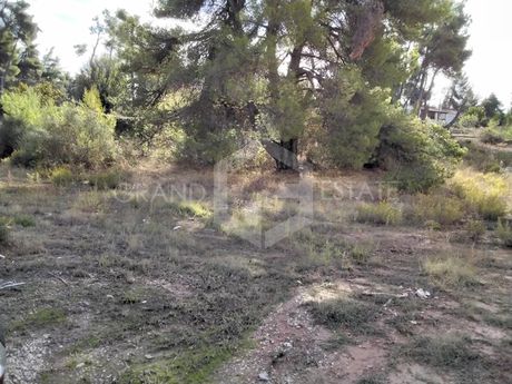 Οικόπεδο 1.700τ.μ. για πώληση-Άγιος στέφανος » Καπιτένια