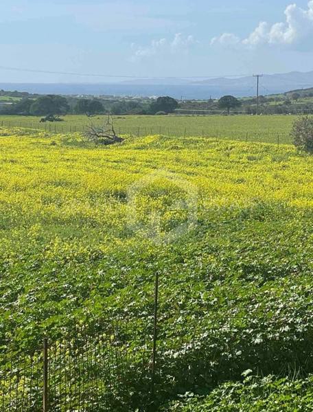 Αγροτεμάχια 13.000 τ.μ. προς πώληση, Αγιασσός