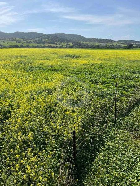 Αγροτεμάχια 13.000 τ.μ. προς πώληση, Αγιασσός