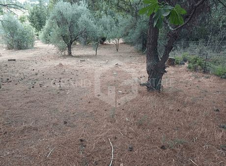 Οικόπεδο 1.540τ.μ. για πώληση-Άγιος στέφανος » Νυμφών