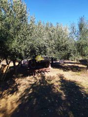 Αγροτεμάχια 4.500 τ.μ. για πώληση