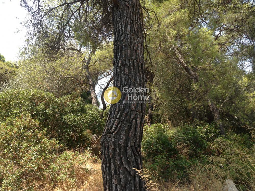 Οικόπεδο 780 τ.μ. προς πώληση, Κάντζα