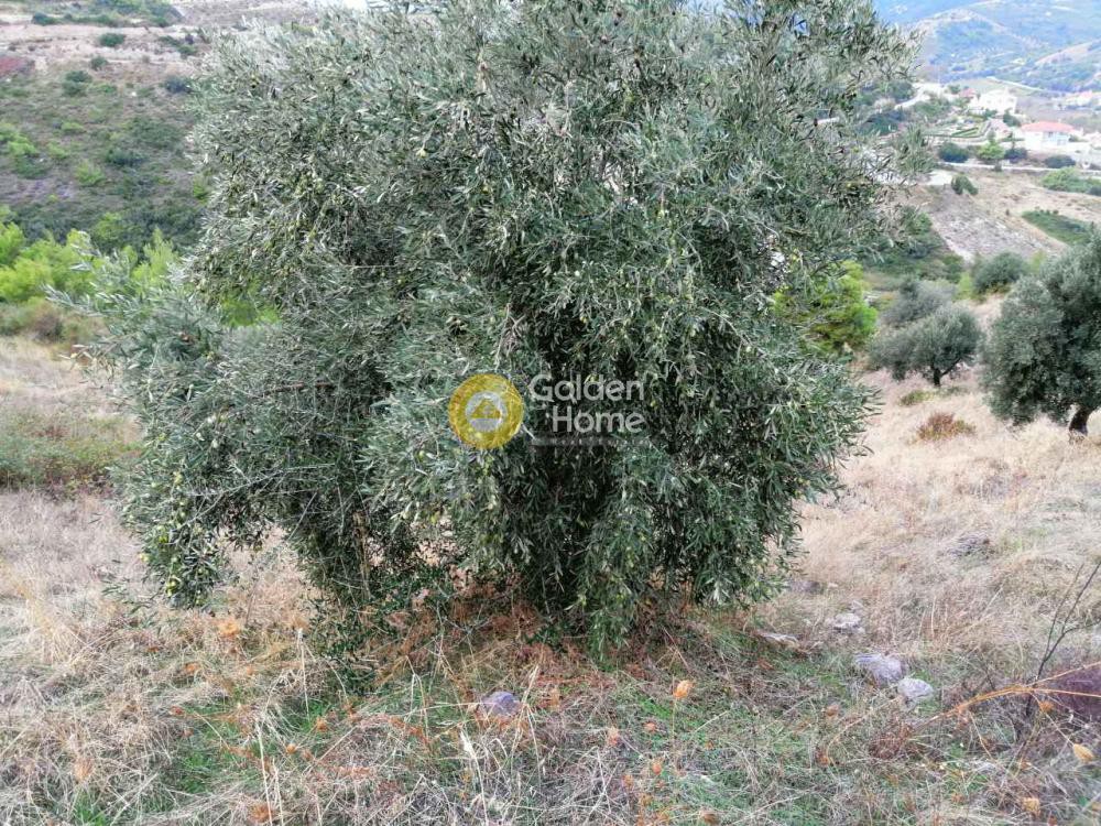 Αγροτεμάχια 2.400 τ.μ. προς πώληση, Νεροτριβιά