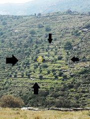 Αγροτεμάχια 5.200 τ.μ. για πώληση