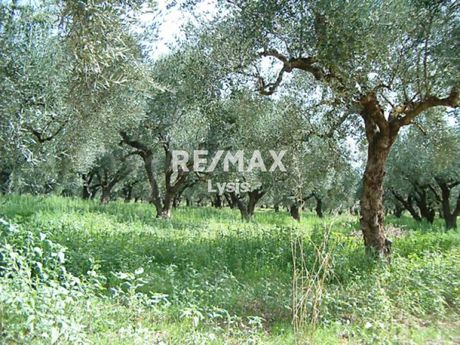 Αγροτεμάχια 2.586τ.μ. για πώληση-Λεωνίδιο » Άγιος βασίλειος