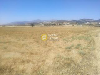 Αγροτεμάχια 4.000 τ.μ. για πώληση
