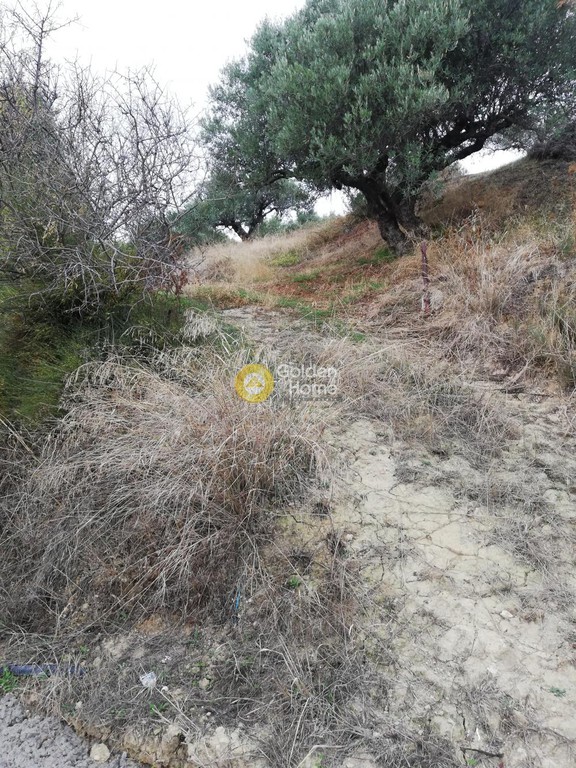 Αγροτεμάχια 3.500 τ.μ. προς πώληση, Σκαλάνι