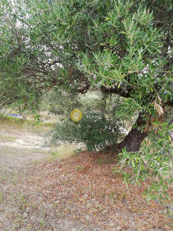 Αγροτεμάχια 3.500 τ.μ. προς πώληση, Σκαλάνι