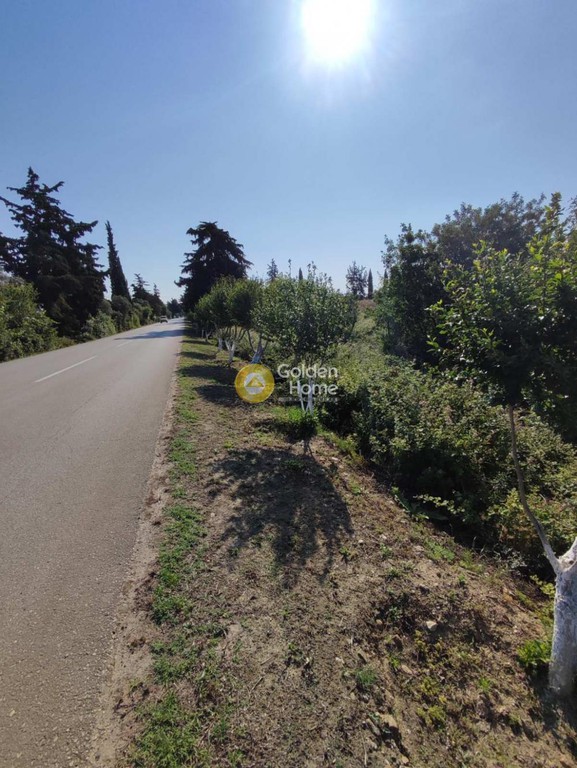 Αγροτεμάχια 32.715 τ.μ. προς πώληση, Σανή