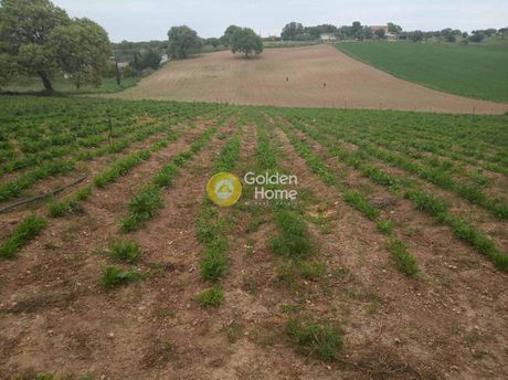 Land plot 9.150sqm for sale-Oropos » Agia Aikaterini