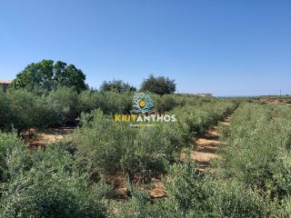 Οικόπεδο 2.500 τ.μ. για πώληση, Ν. Ρεθύμνου, Αρκάδι-thumb-1
