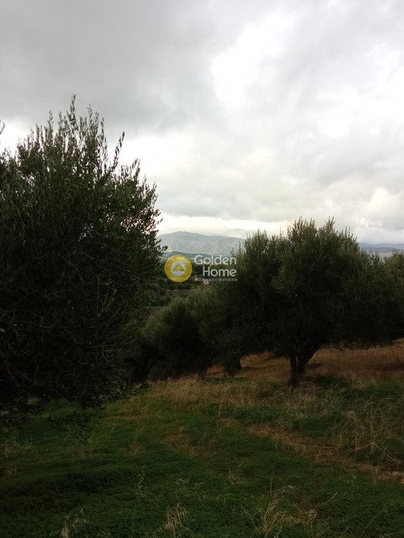 Οικόπεδο 6.441 τ.μ. προς πώληση, Γούρνες Ηρακλείου