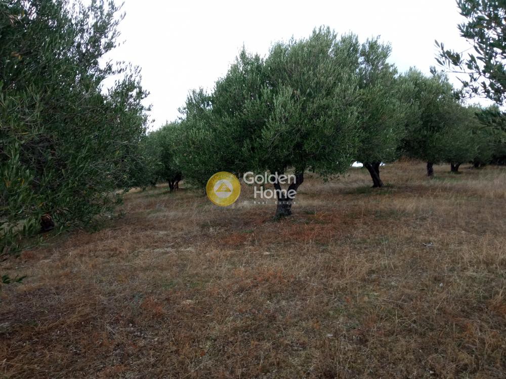 Οικόπεδο 6.441 τ.μ. προς πώληση, Γούρνες Ηρακλείου
