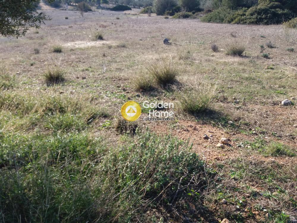 Οικόπεδο 7.000 τ.μ. πρός πώληση, Μαγνησία, Αφέτες
