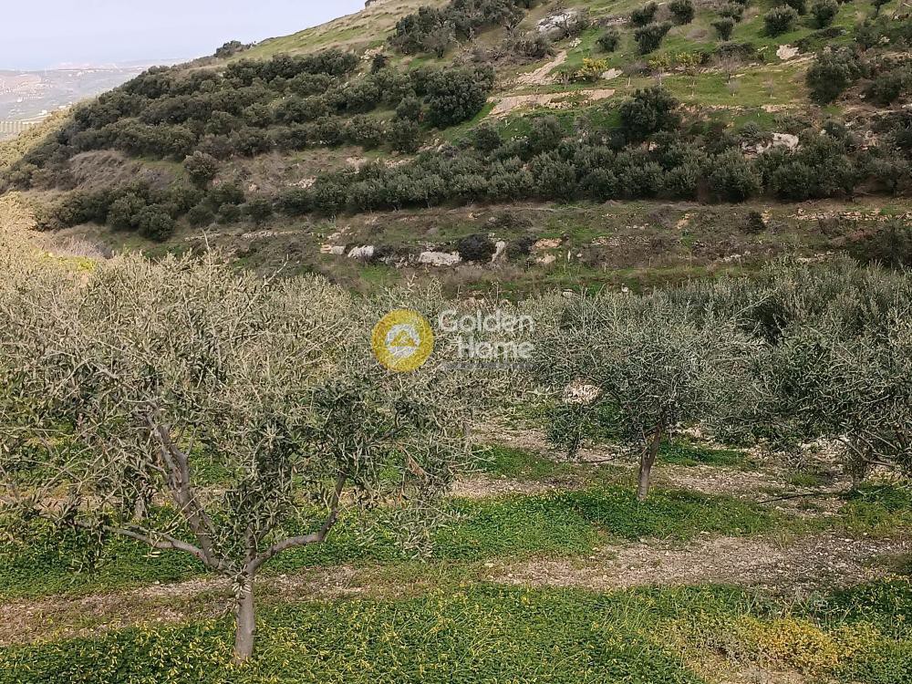 Οικόπεδο 725 τ.μ. προς πώληση, Βασιλείες