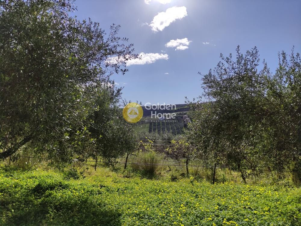Οικόπεδο 2.007 τ.μ. προς πώληση, Σίλαμος