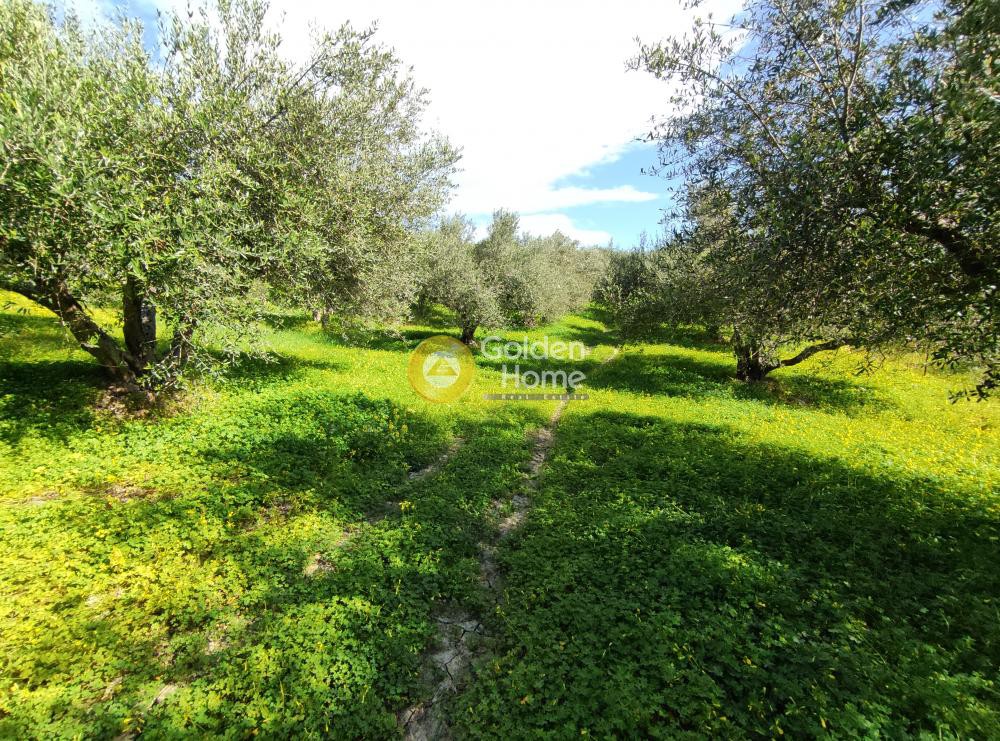 Οικόπεδο 2.007 τ.μ. προς πώληση, Σίλαμος