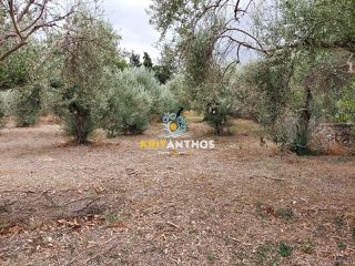 Οικόπεδο 2.354 τ.μ. για πώληση, Ν. Χανίων, Κρυονερίδα-thumb-16