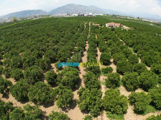 Αγροτεμάχια 18.000 τ.μ. για πώληση, Αργολίδα, Κουτσοπόδι-thumb-10