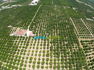 Αγροτεμάχια 18.000 τ.μ. για πώληση