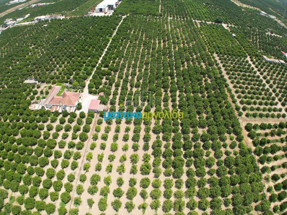 Αγροτεμάχια 18.000 τ.μ. για πώληση, Αργολίδα, Κουτσοπόδι