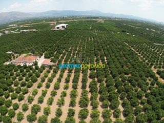 Αγροτεμάχια 18.000 τ.μ. για πώληση, Αργολίδα, Κουτσοπόδι-thumb-15