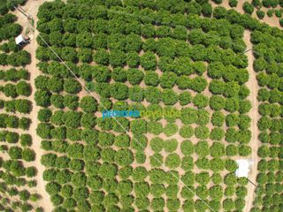 Αγροτεμάχια 10.000 τ.μ. για πώληση, Αργολίδα, Κουτσοπόδι-thumb-3