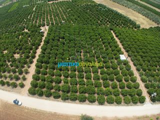Αγροτεμάχια 10.000 τ.μ. για πώληση, Αργολίδα, Κουτσοπόδι-thumb-2