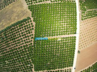 Αγροτεμάχια 10.000 τ.μ. για πώληση, Αργολίδα, Κουτσοπόδι-thumb-8