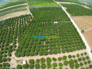 Αγροτεμάχια 10.000 τ.μ. για πώληση, Αργολίδα, Κουτσοπόδι-thumb-7