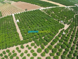 Αγροτεμάχια 10.000 τ.μ. για πώληση, Αργολίδα, Κουτσοπόδι-thumb-5