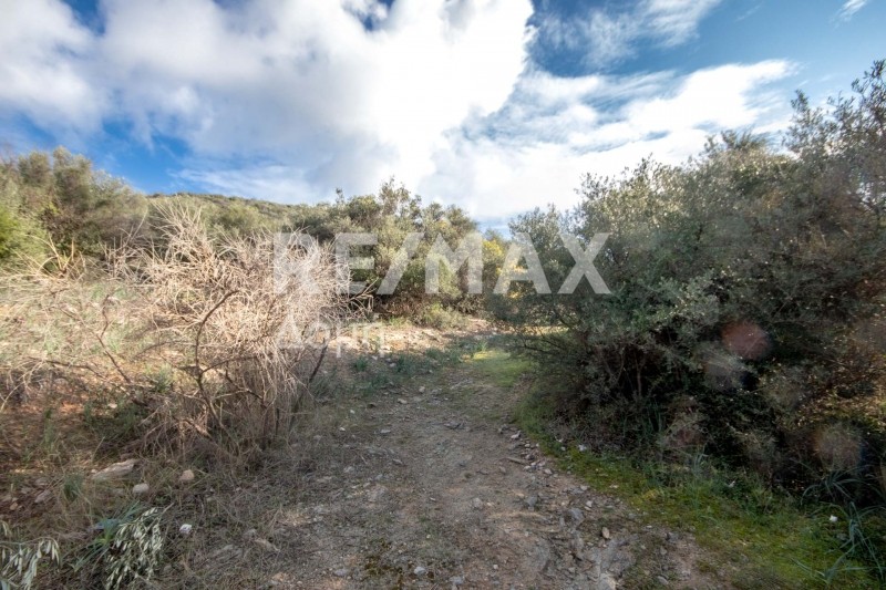 Αγροτεμάχια 11.360 τ.μ. πρός πώληση, Μαγνησία, Νέα Αγχίαλος