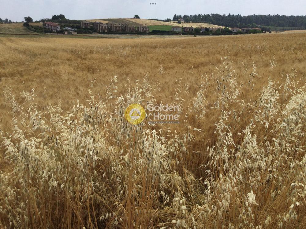 Αγροτεμάχια 11.900 τ.μ. προς πώληση, Σταυρός Κασσάνδρας