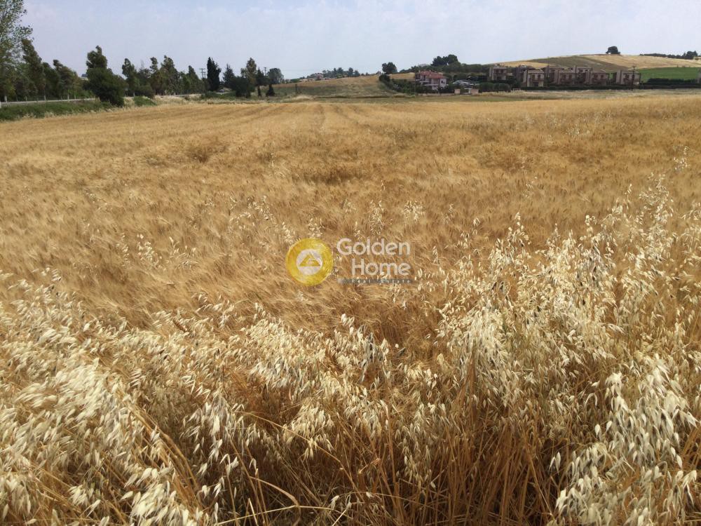 Αγροτεμάχια 11.900 τ.μ. προς πώληση, Σταυρός Κασσάνδρας