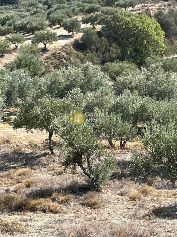 Οικόπεδο 7.000 τ.μ. πρός πώληση, Ν. Ρεθύμνου, Κουλουκώνας