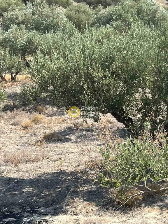 Οικόπεδο 7.000 τ.μ. πρός πώληση, Ν. Ρεθύμνου, Κουλουκώνας